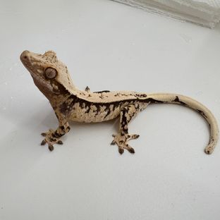 노멀