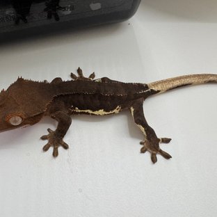 릴리화이트 팬텀 다크