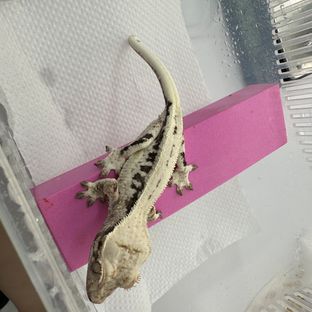 프라푸치노