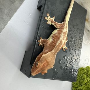 프라푸치노 팬텀 레드
