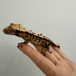 익스트림할리퀸 트라이