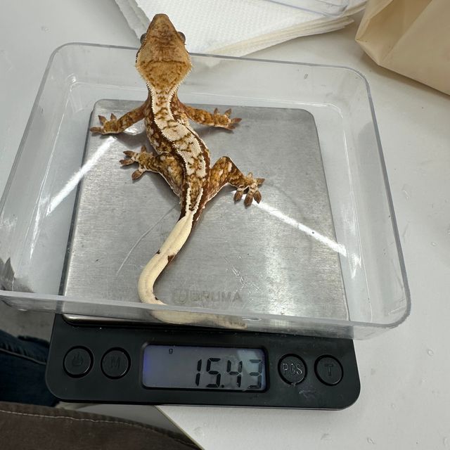 노멀 레드