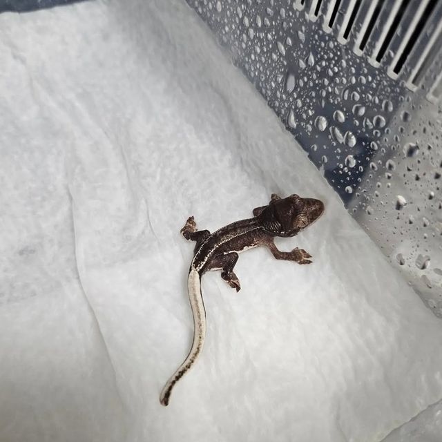 릴리화이트 팬텀 다크