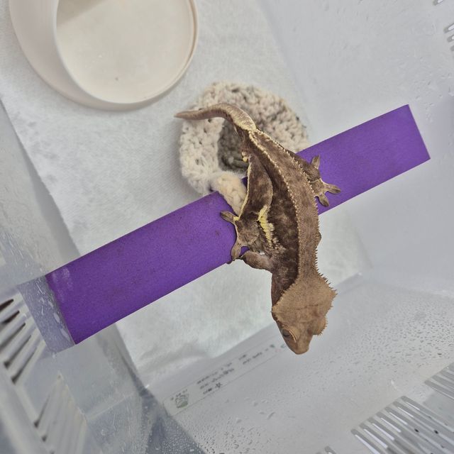 릴리화이트 팬텀 다크