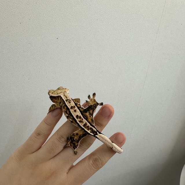 익스트림할리퀸 트라이