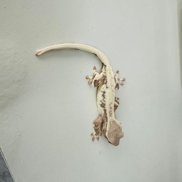 프라푸치노
