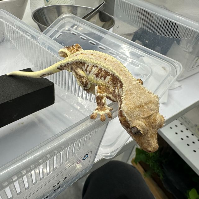 릴리화이트