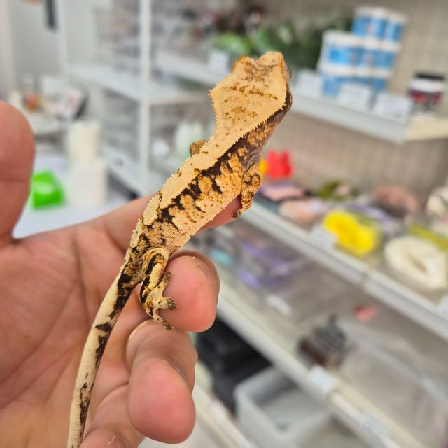 트라이 익스트림할리퀸