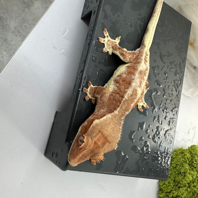 프라푸치노 팬텀 레드