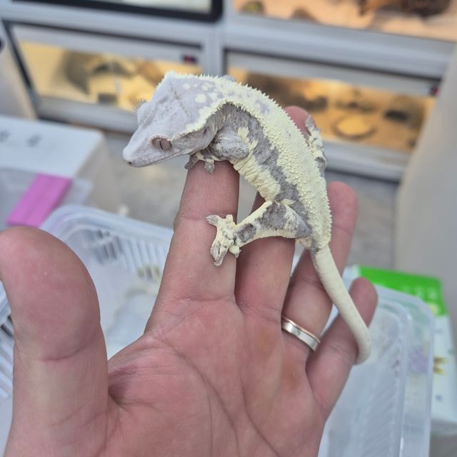 프라푸치노