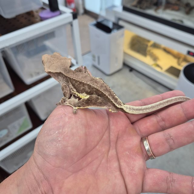 릴리화이트 팬텀 다크