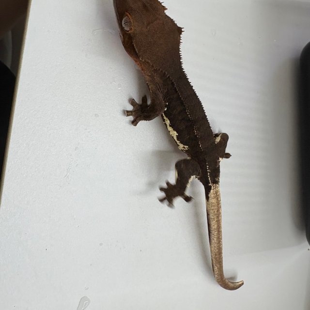 릴리화이트 팬텀 다크