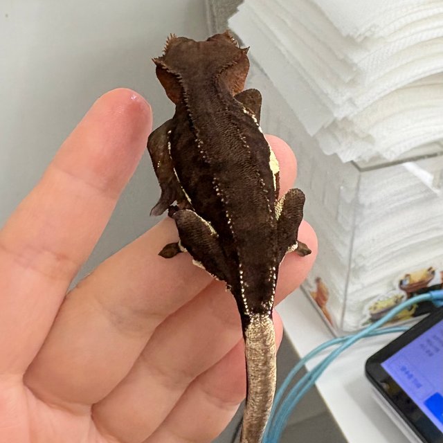 릴리화이트 팬텀 다크