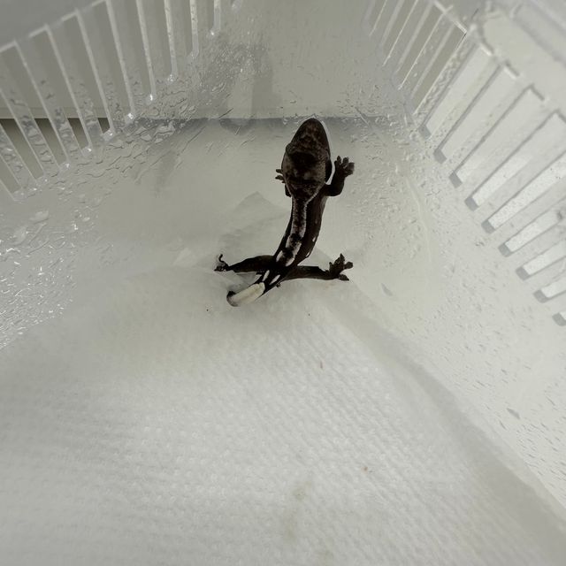 아잔틱