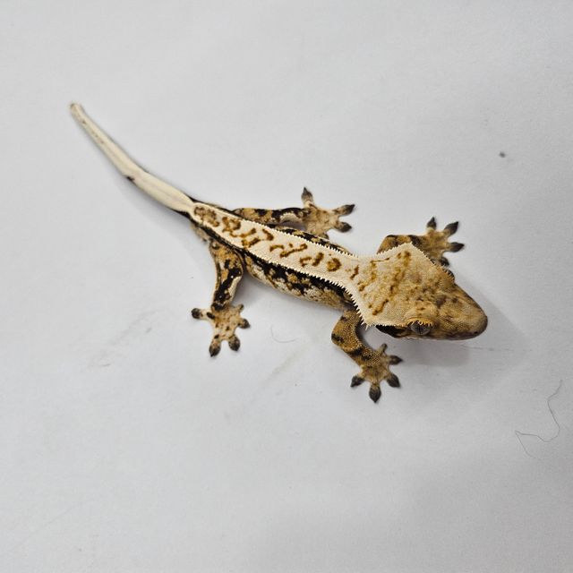 트라이 할리퀸