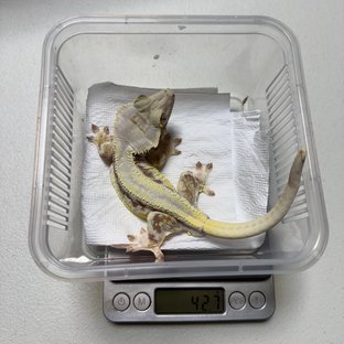 레드 릴리화이트