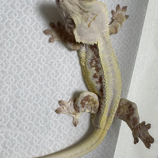 레드 릴리화이트