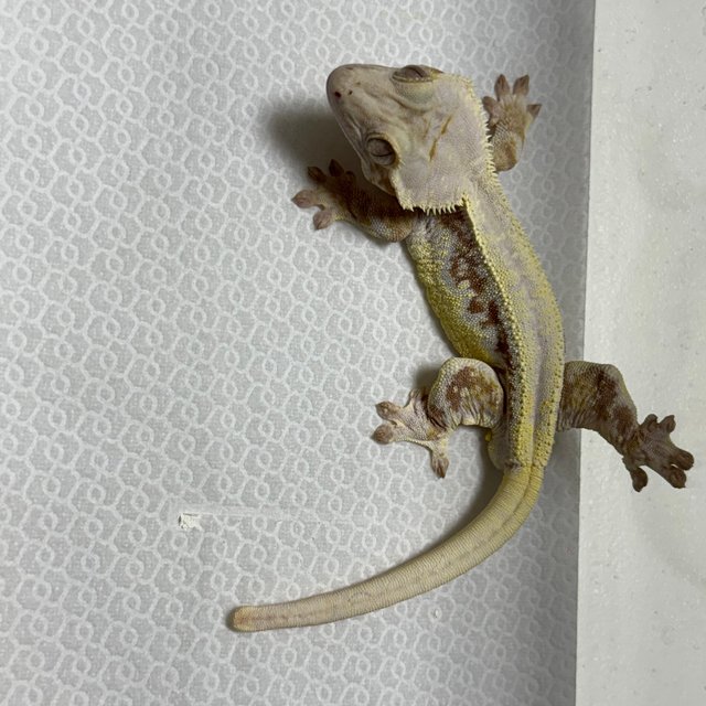 레드 릴리화이트