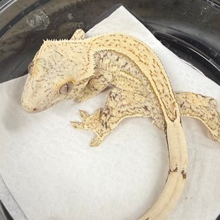 노멀 쿼드 핀스트라이프