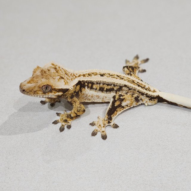 풀핀 쿼드 트라이 슈퍼스트라이프