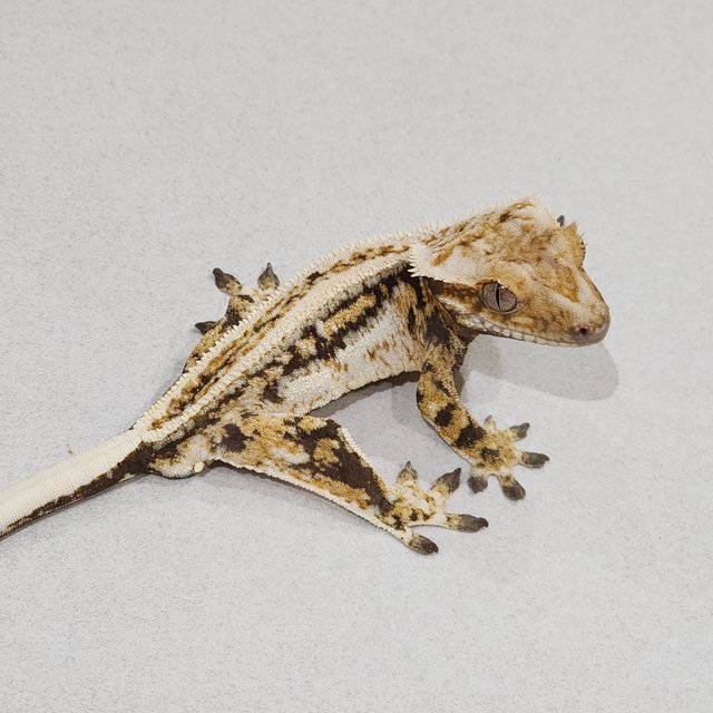 풀핀 쿼드 트라이 슈퍼스트라이프