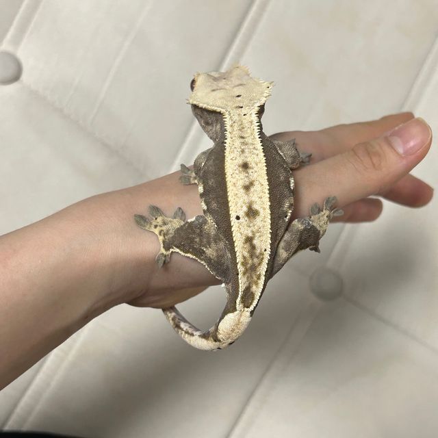 풀핀
