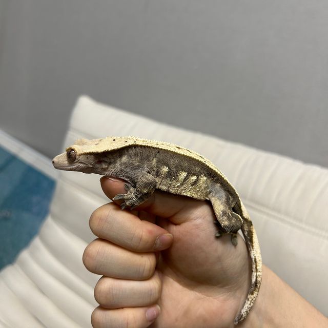 풀핀