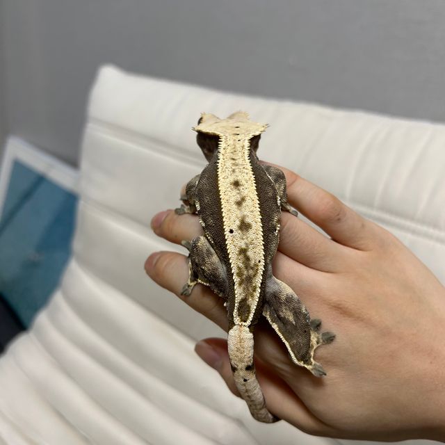 풀핀