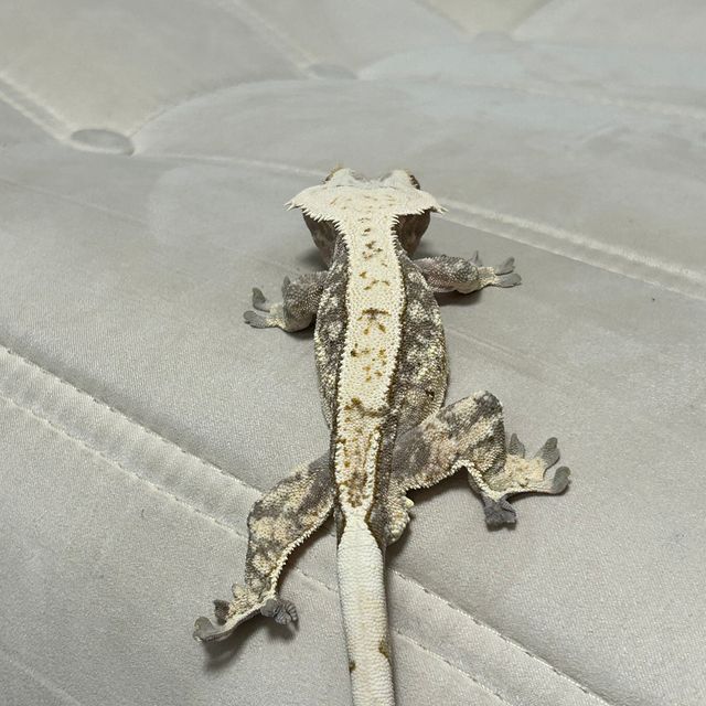익스트림할리퀸