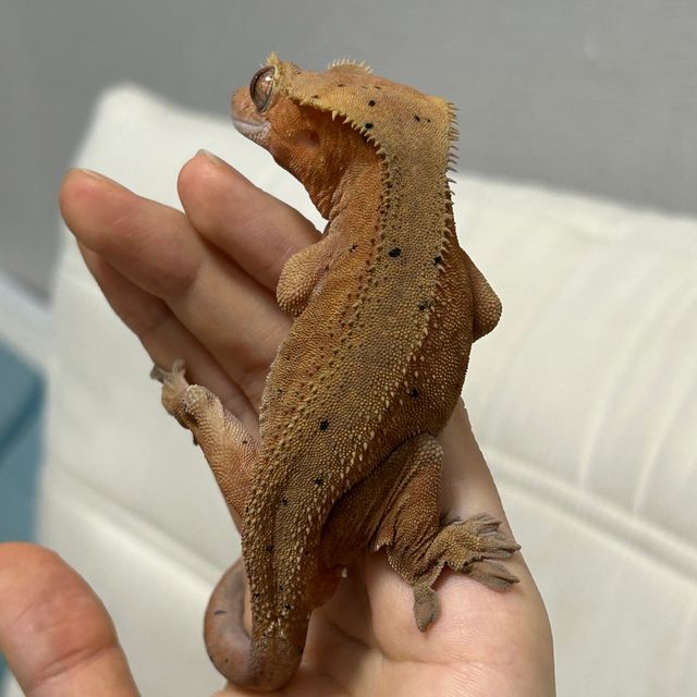 달마시안 레드