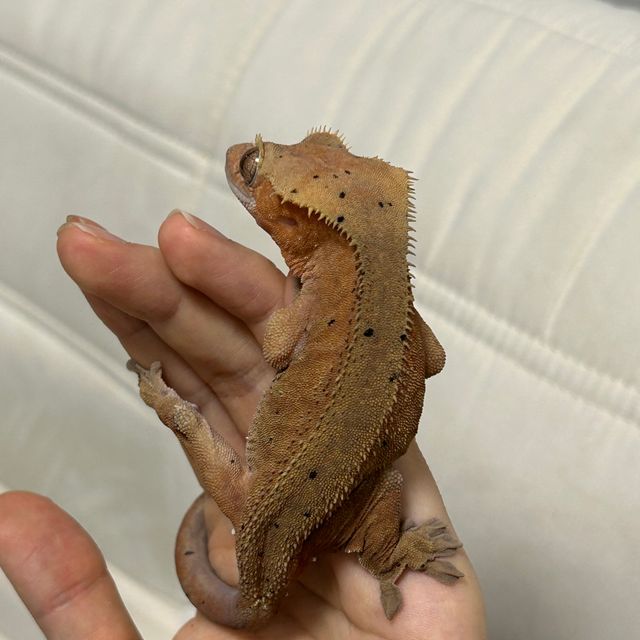 달마시안 레드