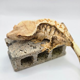 트라이 익스트림할리퀸