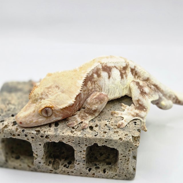 릴리100%헷아잔틱