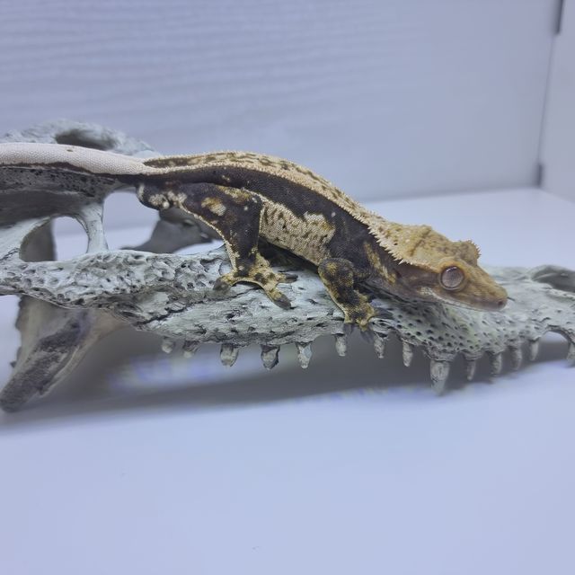 핀스트라이프 다크
