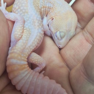 아멜라니스틱 카라멜 줄루