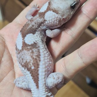 오레오 줄루 헷 패턴리스