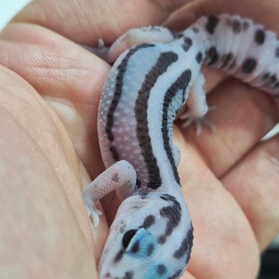 화이트아웃 오레오 제로 헷 고스트 헷 패턴리스