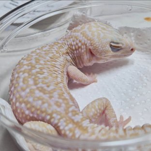 아멜라니스틱 오레오 패턴리스