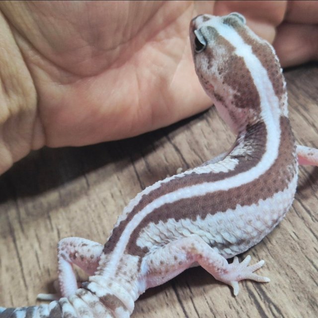 오레오 줄루 헷 고스트