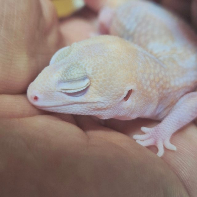 아멜라니스틱 카라멜 줄루