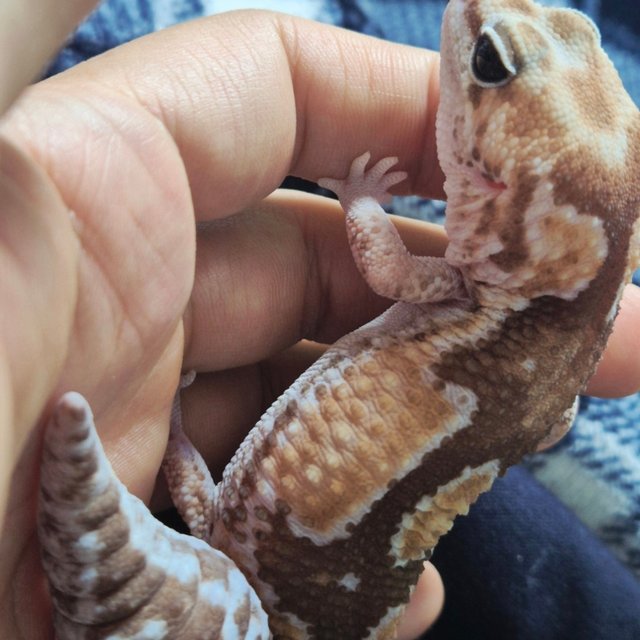 줄루 헷 카라멜 헷 오레오