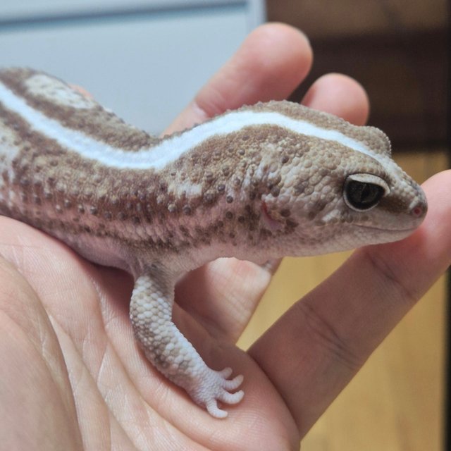 오레오 줄루 헷 고스트