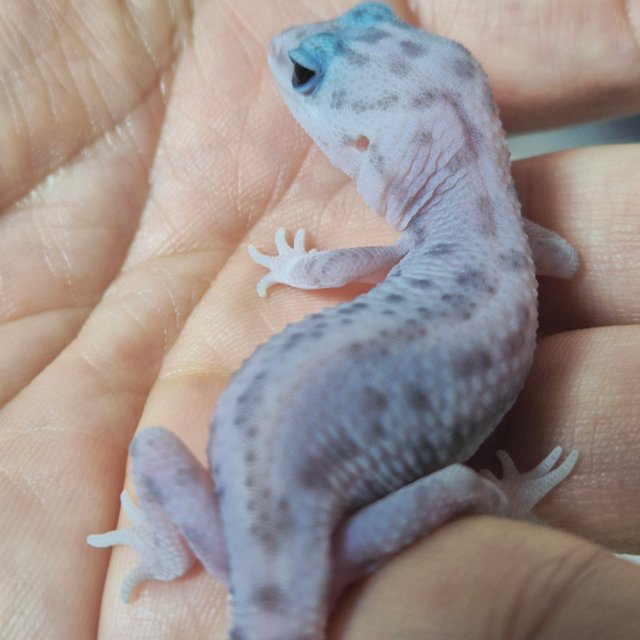 고스트 오레오 패턴리스