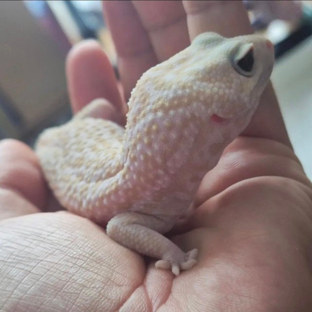 아멜라니스틱 오레오 패턴리스