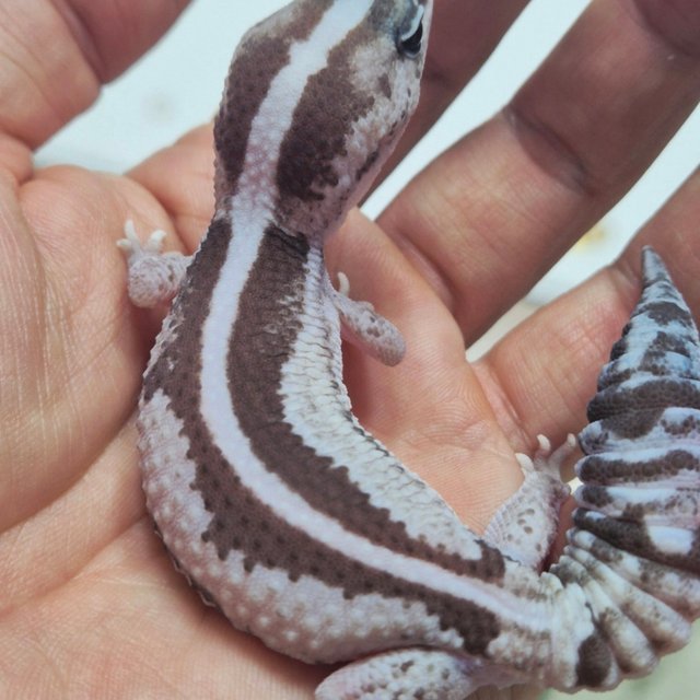 오레오 줄루 헷 고스트