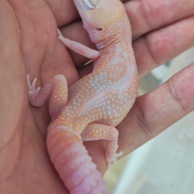 아멜라니스틱 카라멜 줄루