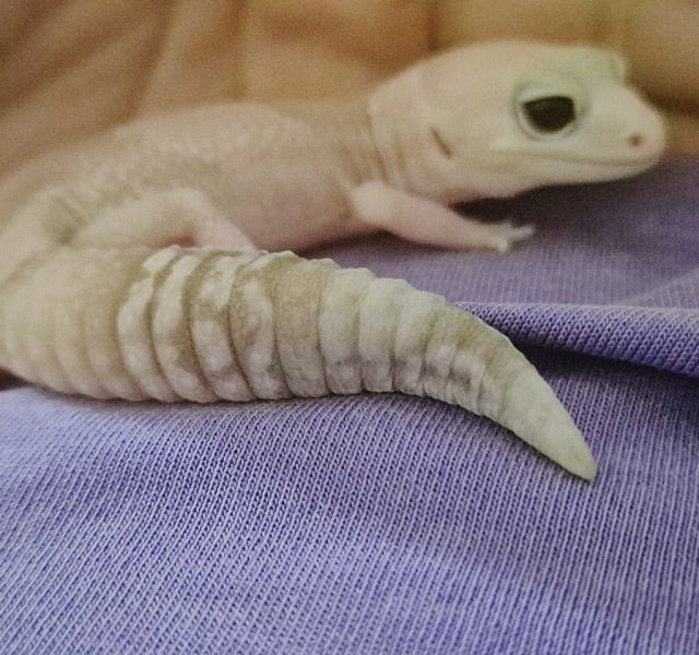 아멜라니스틱 오레오 헷 패턴리스