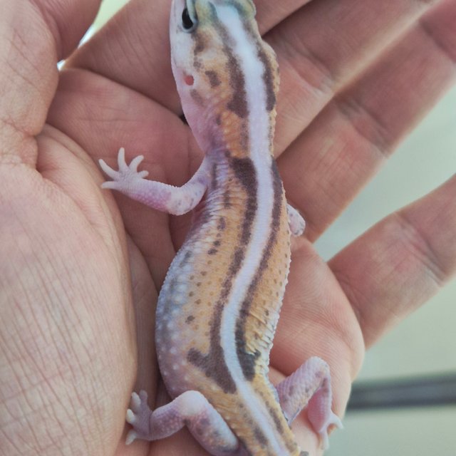 제로 헷 고스트 헷 오레오 헷 패턴리스