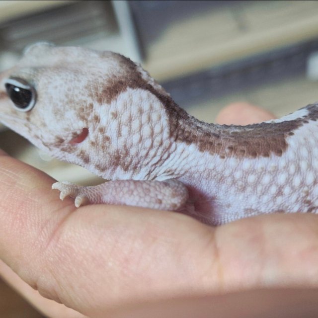 오레오 줄루 헷 패턴리스