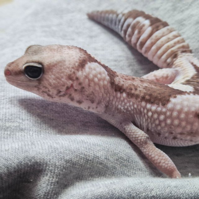 오레오 줄루 헷 패턴리스